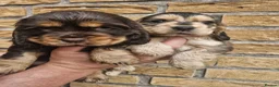 Cocker Spaniel dogs for sale: Lovely show Cocker spaniel puppies 🐶  - Advert 2