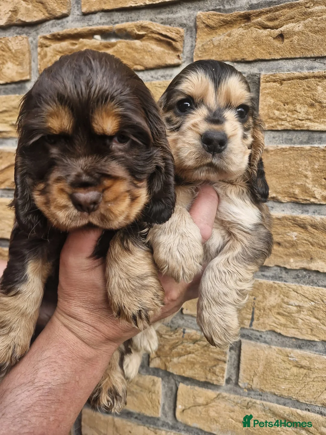 Cocker Spaniel dogs for sale: Lovely show Cocker spaniel puppies 🐶  - Advert 2