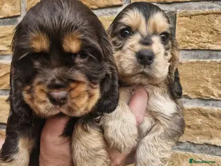 Cocker Spaniel dogs Lovely show Cocker spaniel puppies 🐶 - Advert 12