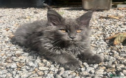 Maine Coon cats for sale: STUNNING MAINE COON SMOKE (tica activereg ) - Image 12
