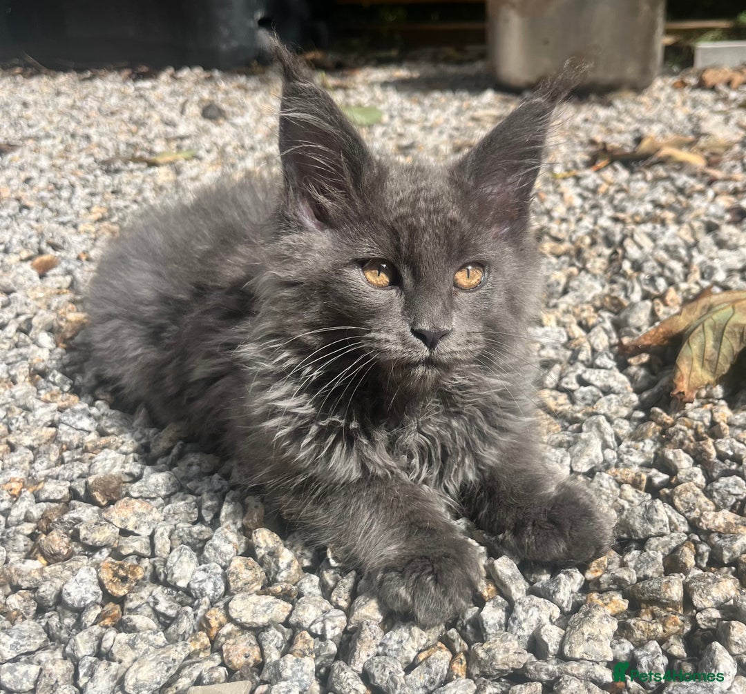 Maine Coon cats for sale: STUNNING MAINE COON SMOKE (tica activereg ) - Image 12