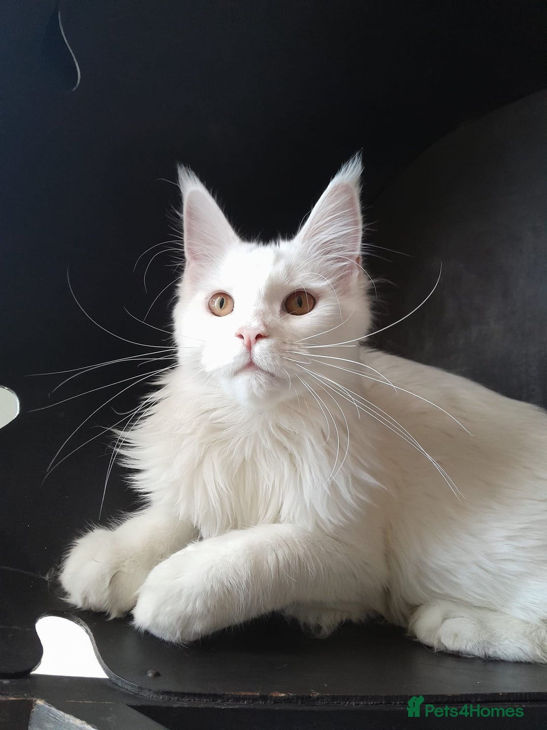 Maine Coon cats for sale: Solid white MaineCoon girl TICA - Advert 4