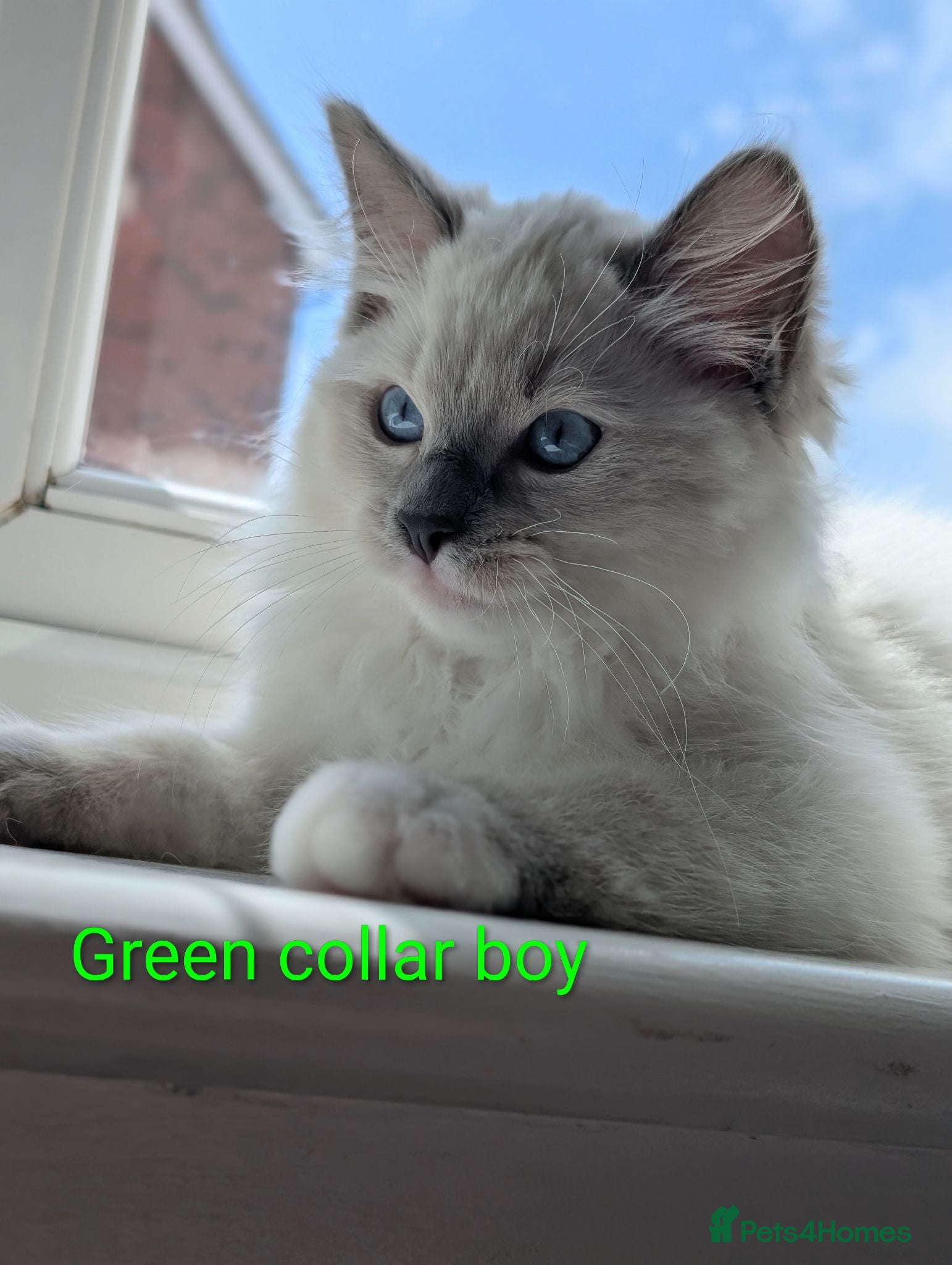 Ragdoll cats 🏆Grandchamp EU TICA Ragdoll kittens  - Advert 2