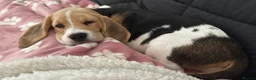 Beagle dogs for sale: Beautiful beagle girl  - Advert 4