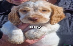 Cocker Spaniel dogs for sale: Cocker spaniel puppies  - Image 1