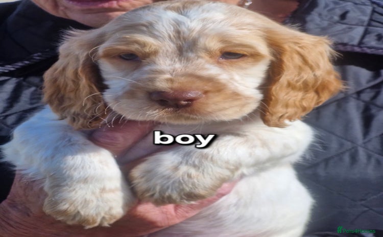 Cocker Spaniel dogs - Advert 6