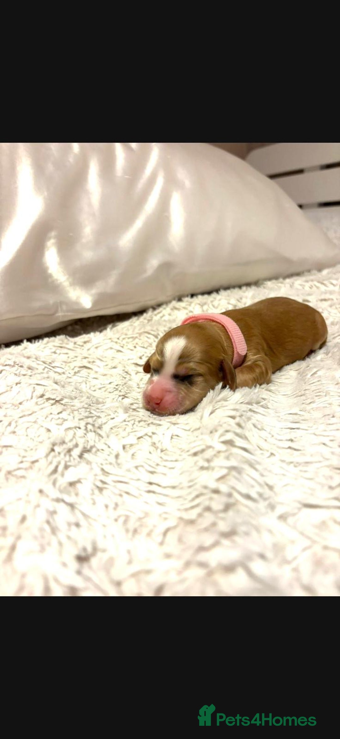 Cockapoo dogs for sale: 🌼 a beautiful litter of 6 cockerpoos/poodles - Advert 7