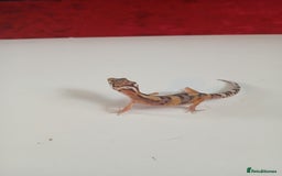 Leopard Gecko reptiles for sale: Baby leopard geckos for sale  - Image 9