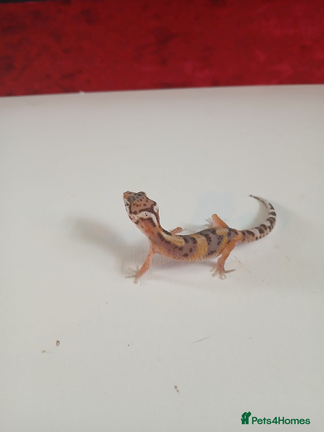 Leopard Gecko reptiles for sale: Baby leopard geckos for sale  - Image 9