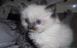 Ragdoll cats for sale: 😎 RAGDOLL KITTENS PUREBRED 100% STOKE 😍 - Image 1