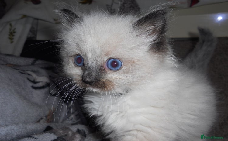 Ragdoll cats - Advert 12