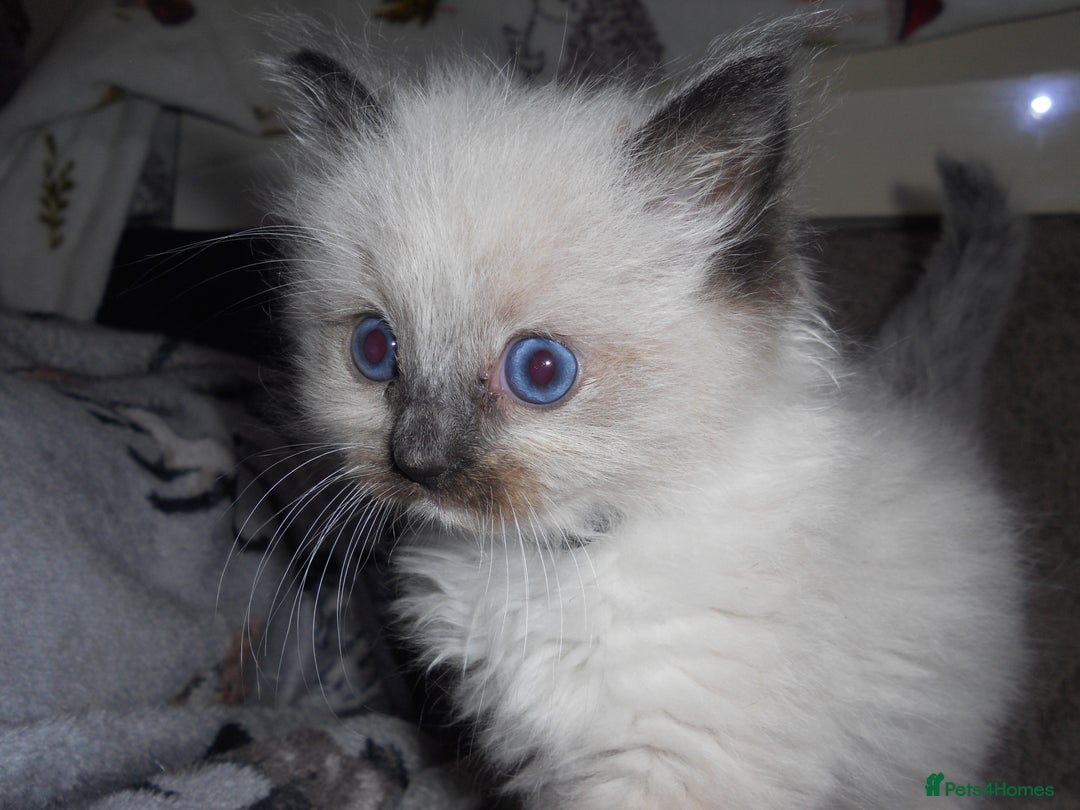 Ragdoll cats for sale: 😎 RAGDOLL KITTENS PUREBRED 100% STOKE 😍 - Image 1