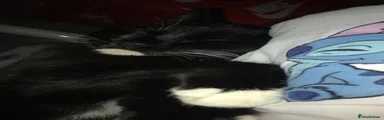 Angel 