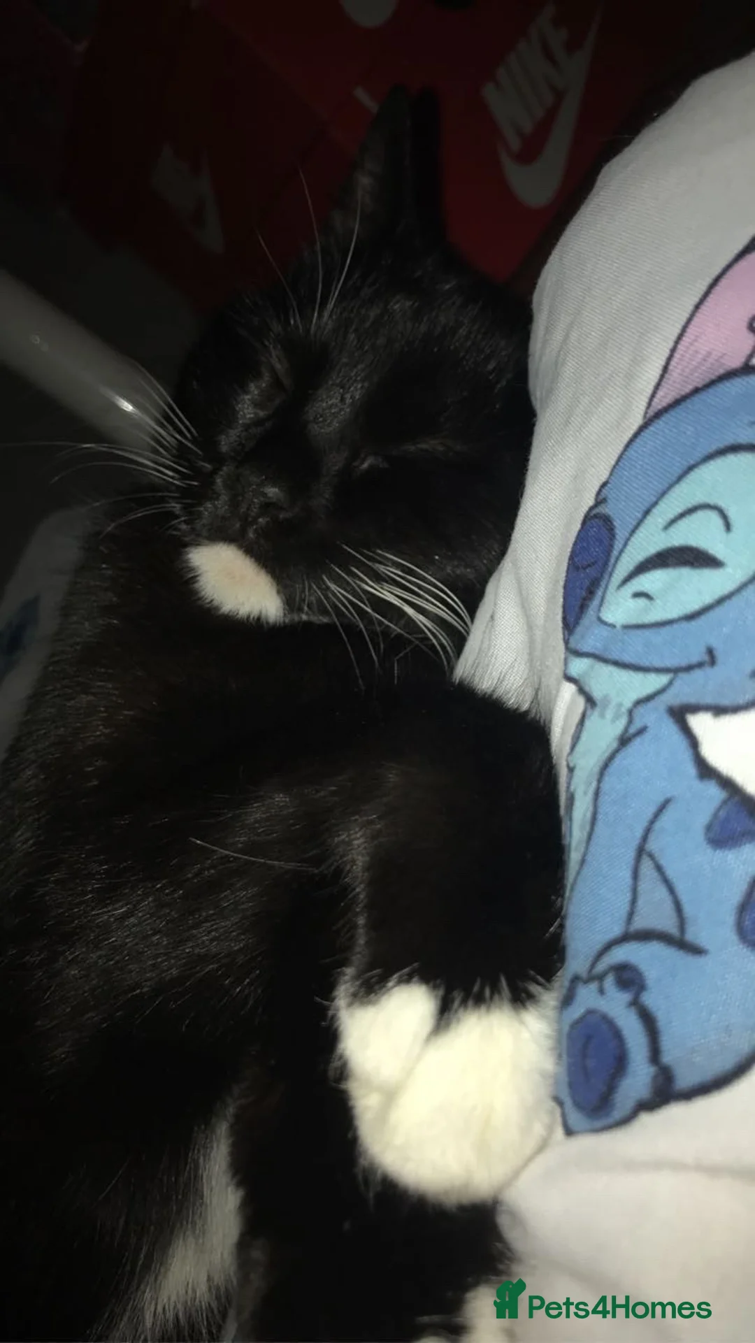 Mixed Breed cats for sale: Two stunning girls for free! in Hertford - Advert 2