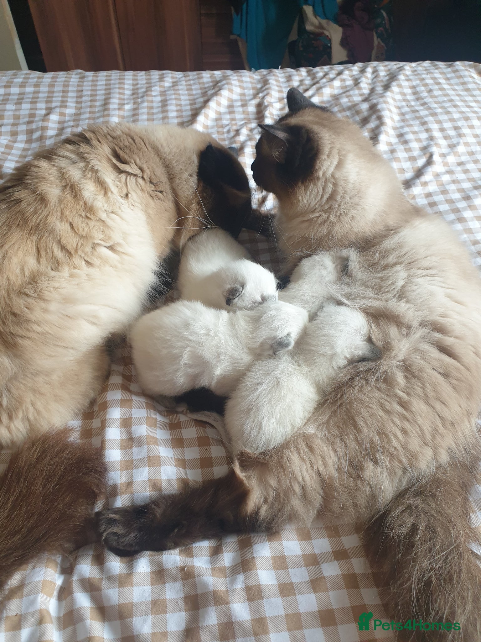 Ragdoll cats for sale: Ragdoll fluffy kittens x 4 chocolate seal point - Advert 2