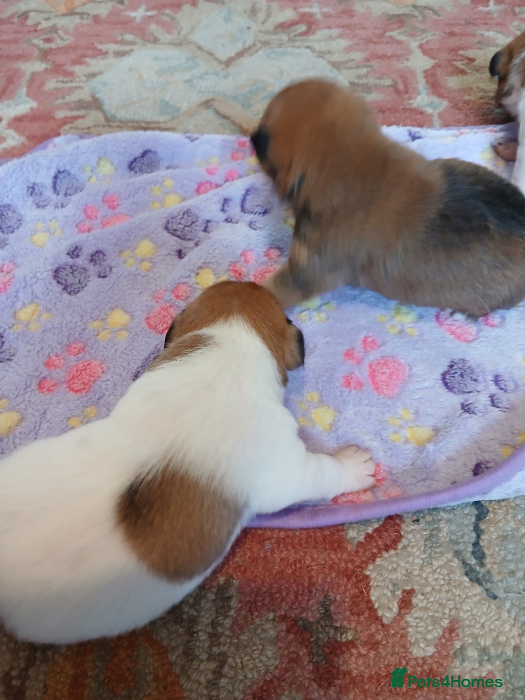 Jack Russell dogs for sale: Adorable Jack russell x pomeranian pups for sale - Image 6