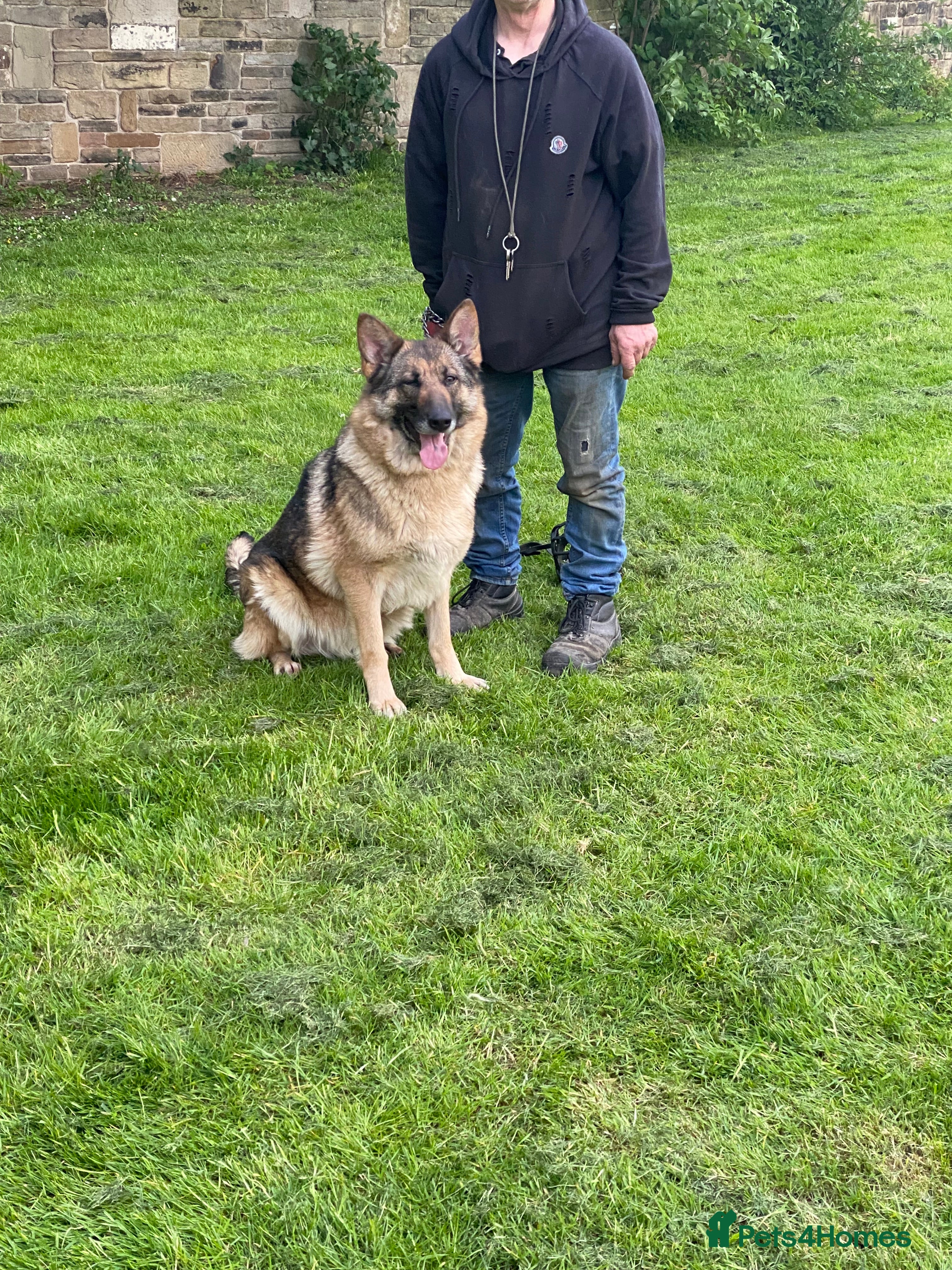 German Shepherd dogs German shepherd puppies for sale  - Advert 1