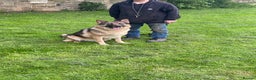 German Shepherd dogs for sale: German shepherd puppies for sale  - Advert 1