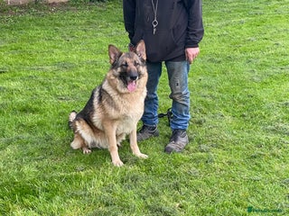 German Shepherd dogs German shepherd puppies for sale - Advert 1