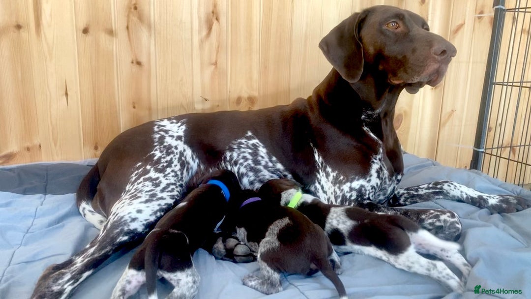 German Shorthaired Pointer dogs for sale: SENSEI-SAINTS German Shorthaired Pointers - Image 3