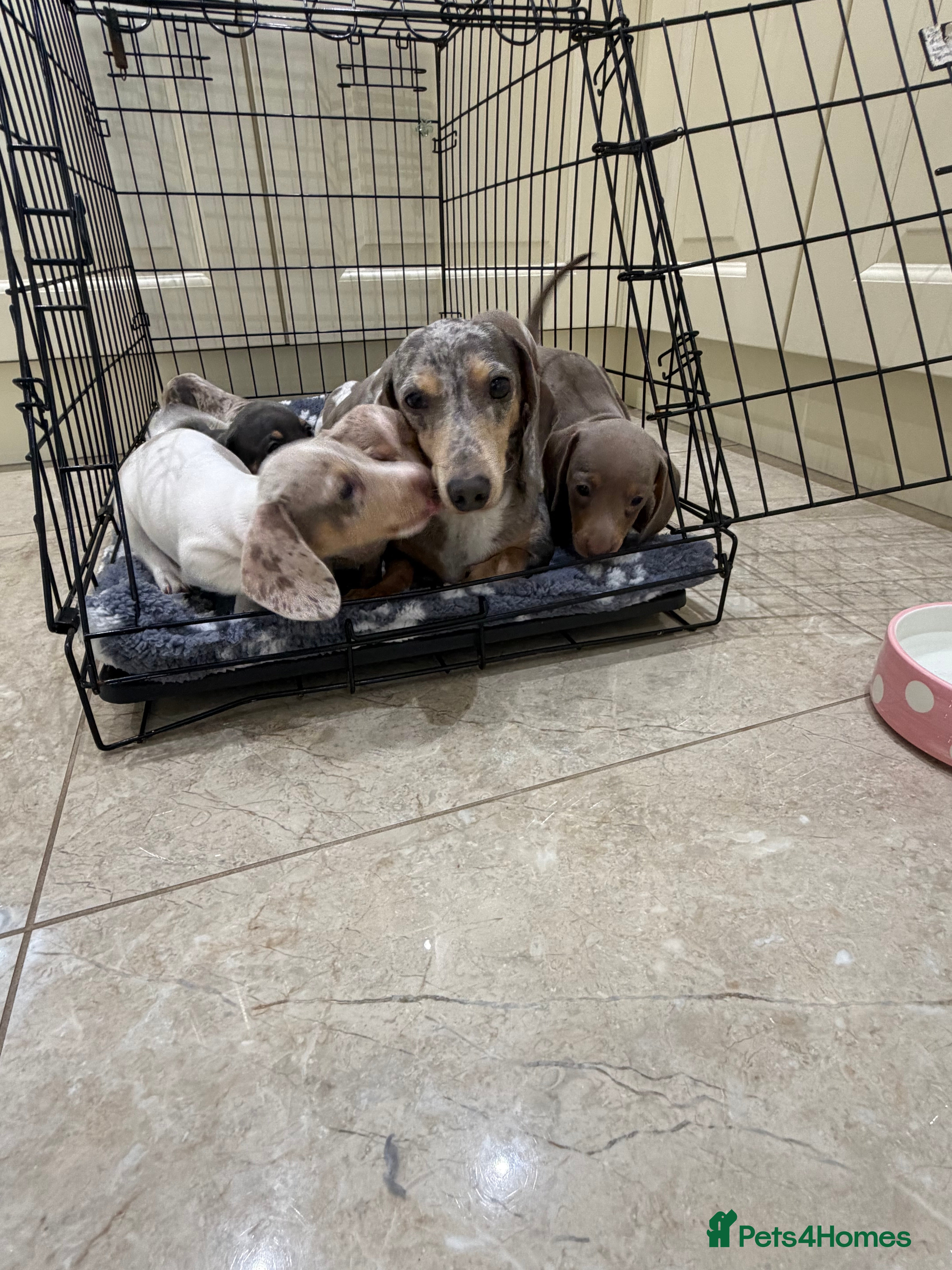 Miniature Dachshund dogs Miniature dachshund puppies for sale  - Advert 2