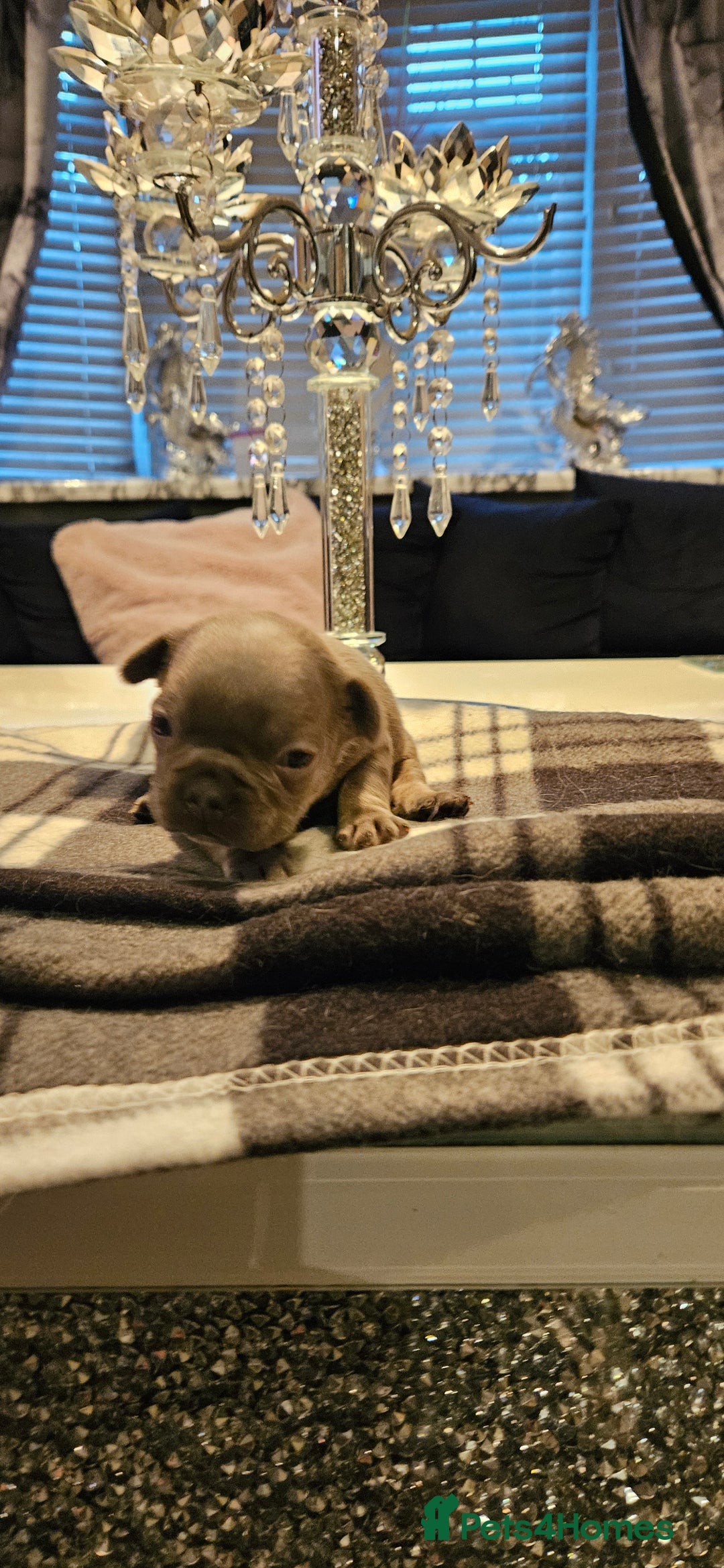 French Bulldog dogs for sale: Kc French bulldog  - Advert 3