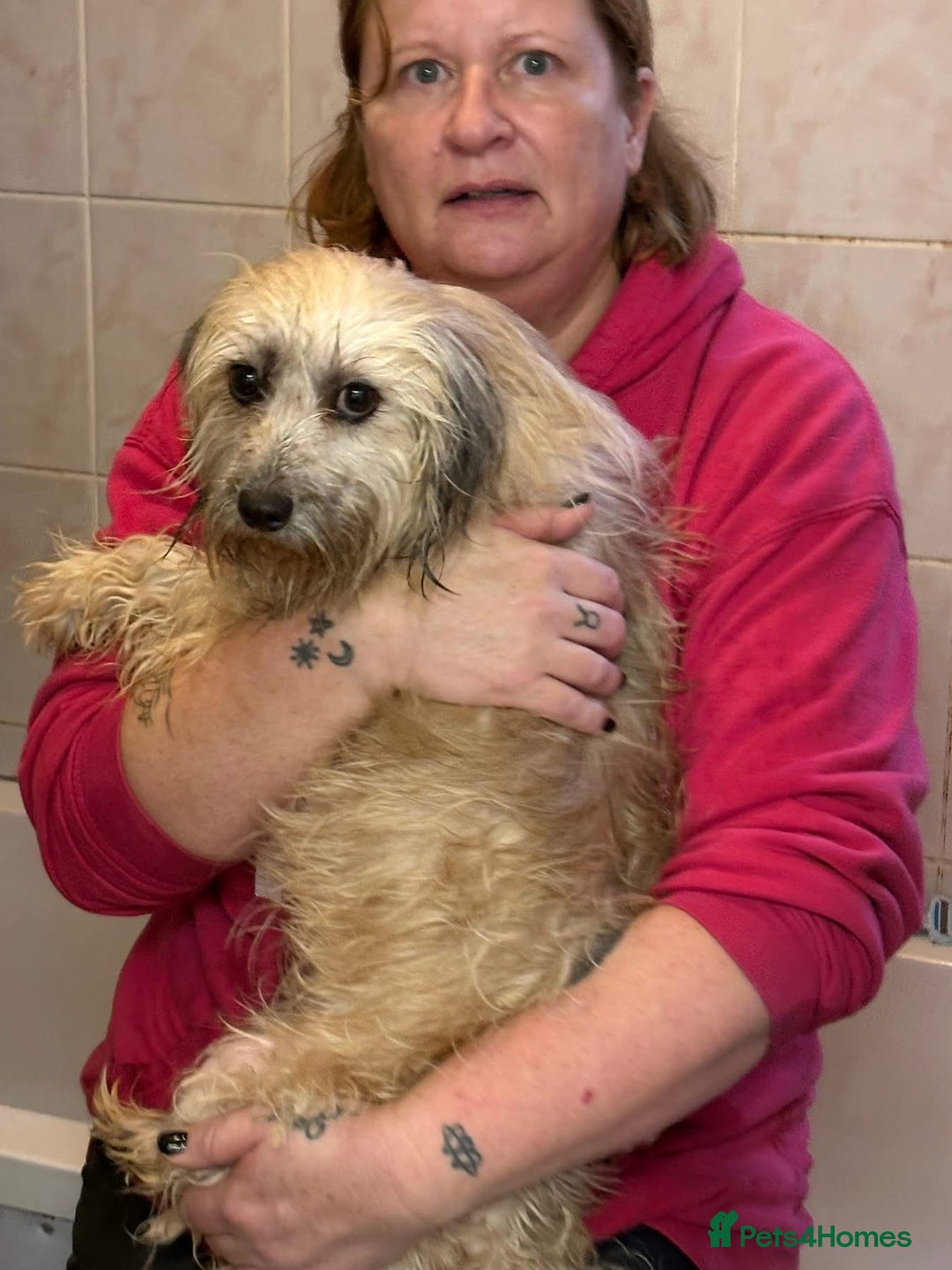 Mixed Breed dogs for adoption: Alison - Norwich Norfolk  - Advert 13