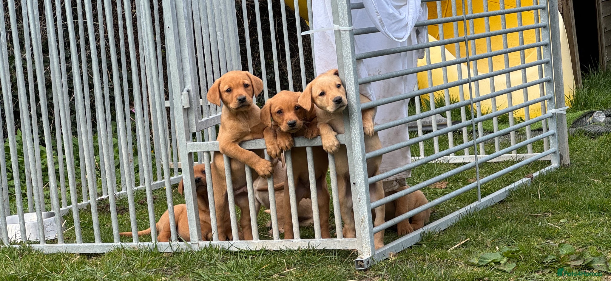 Labrador Retriever dogs 🐾🩷💙🐾Fox Red Labrador Puppies 🐾🩷💙🐾 - Advert 1