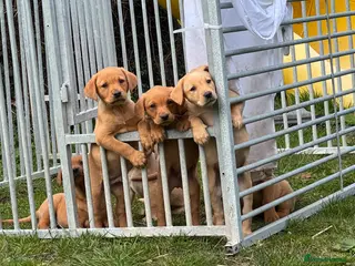 Labrador Retriever dogs 🐾🩷💙🐾Fox Red Labrador Puppies 🐾🩷💙🐾 - Advert 1