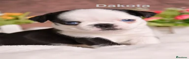 DAKOTA