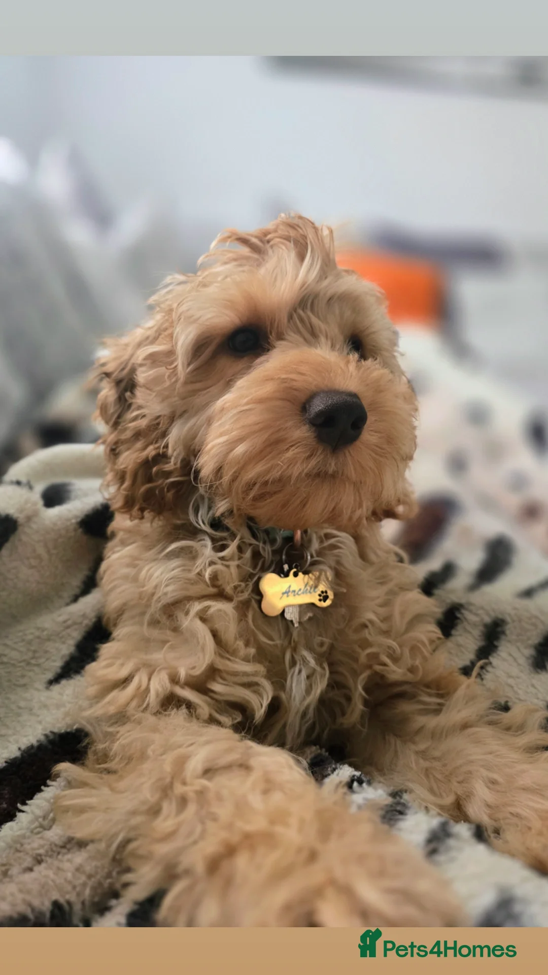 Cockapoo dogs for sale: Cockapoo  - Advert 7