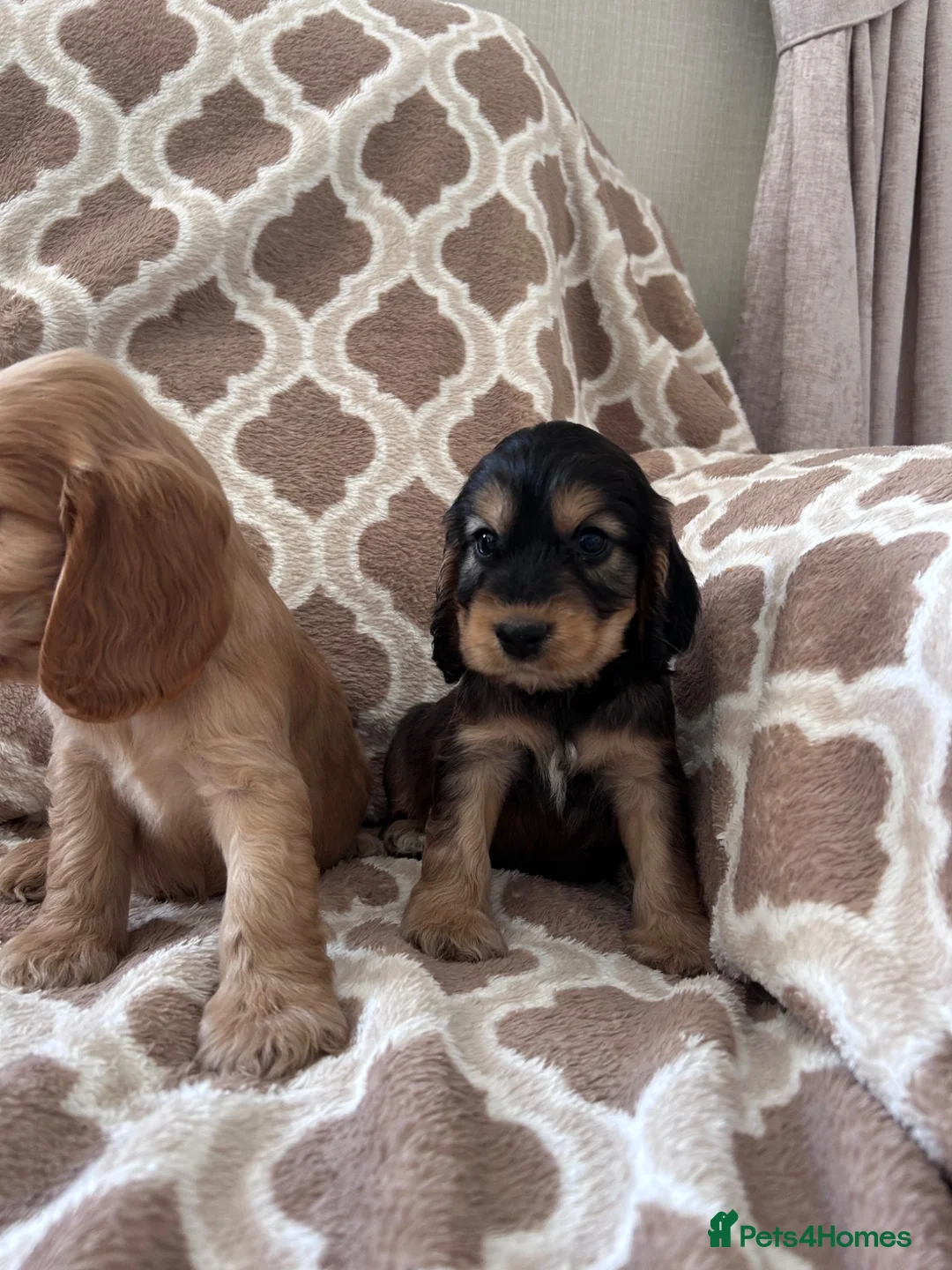 Cocker Spaniel dogs for sale: Kc reg health tested show cocker spaniels  - Advert 22