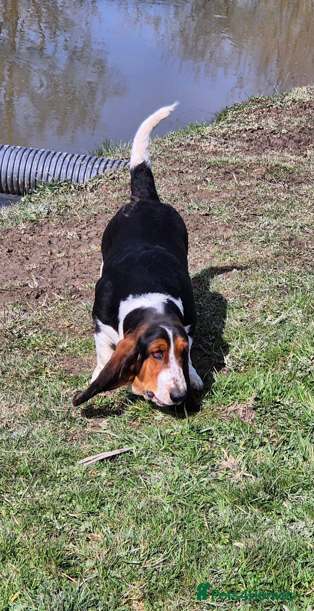 Mixed Breed dogs for sale: Retriever x Basset Hound hybrid Puppies Puppies  - Advert 9
