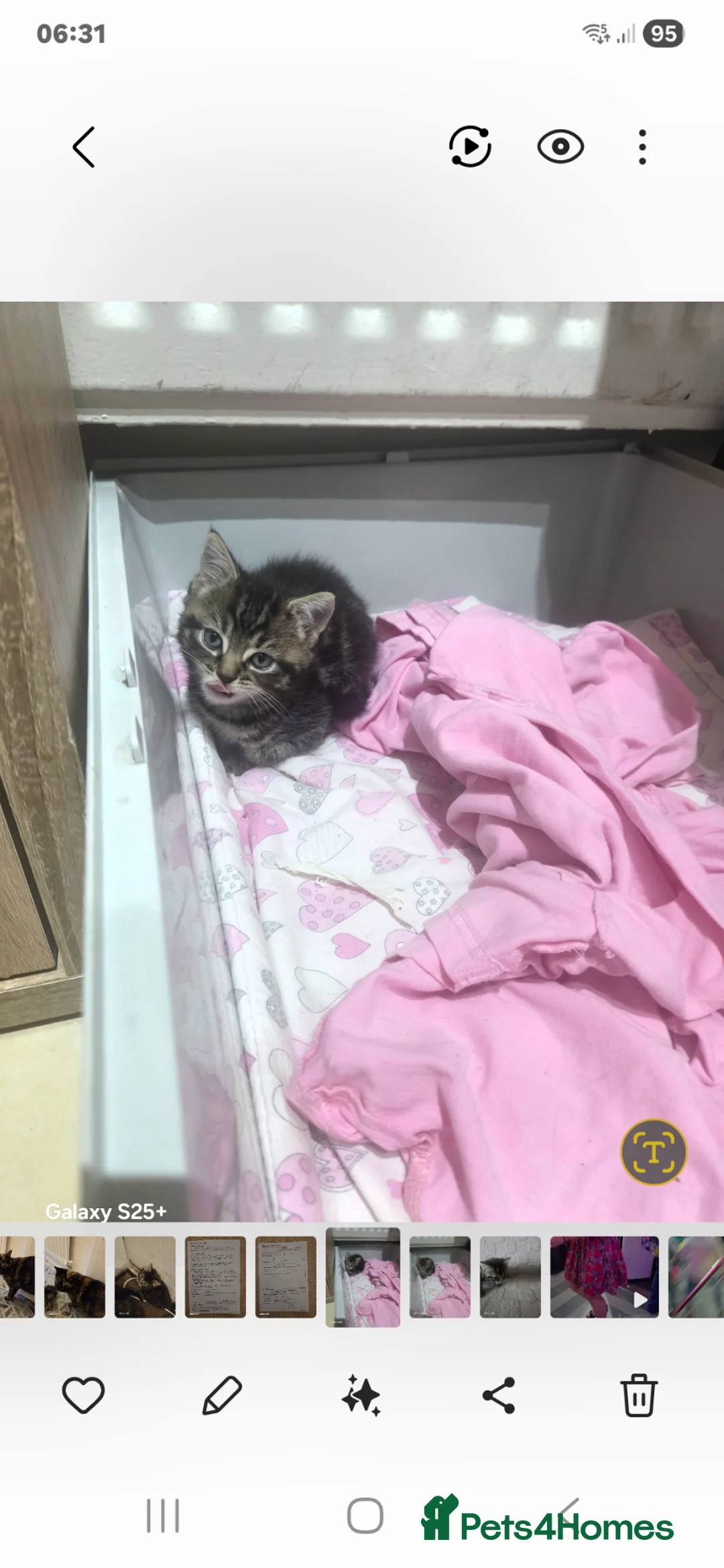 European cats for sale: Beautiful kittens  - Advert 8