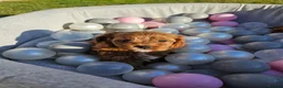 Cavapoo dogs for sale: Cavapoo puppies (toy)DNA CLEAR - Advert 6