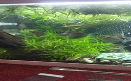 Barbs fish for sale: Various fish - Image 2