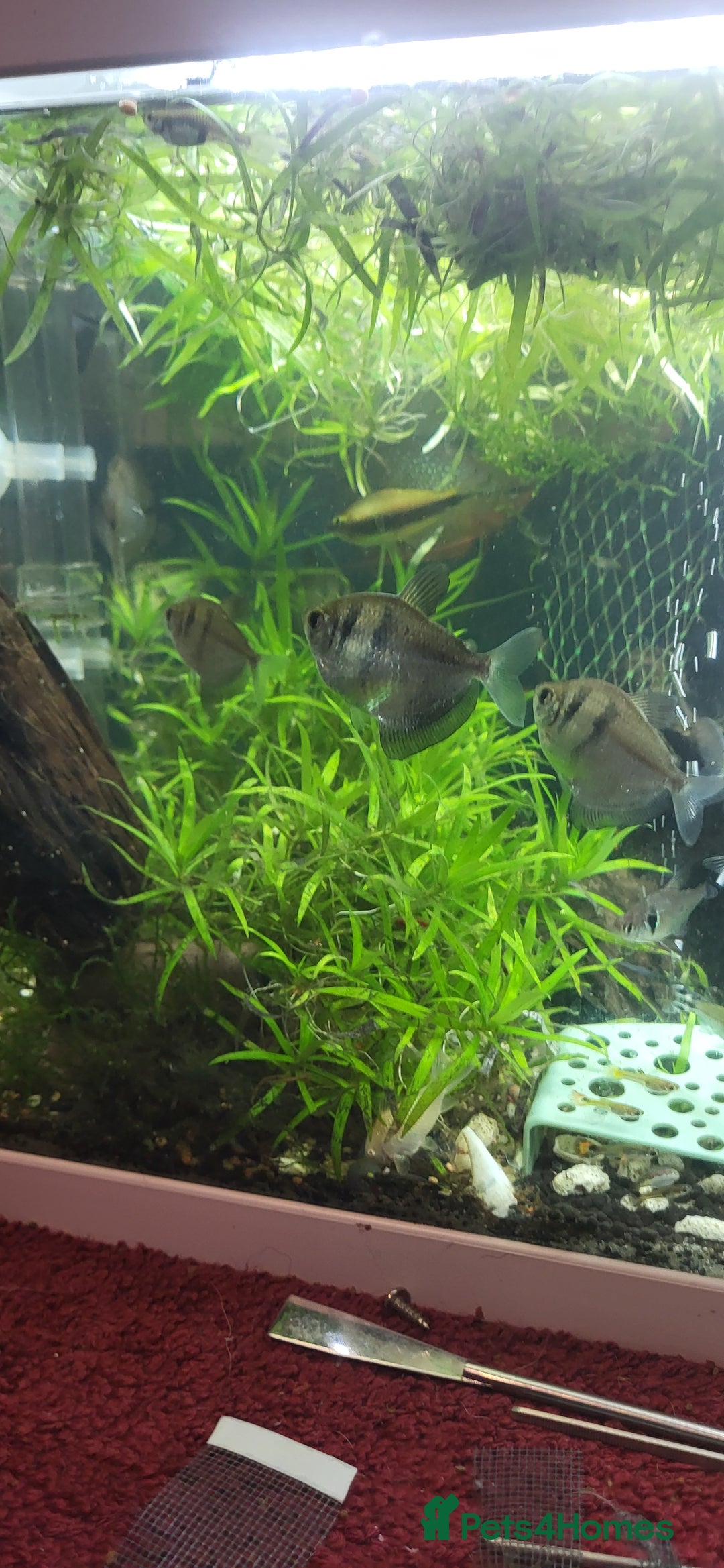 Barbs fish for sale: Various fish - Image 2