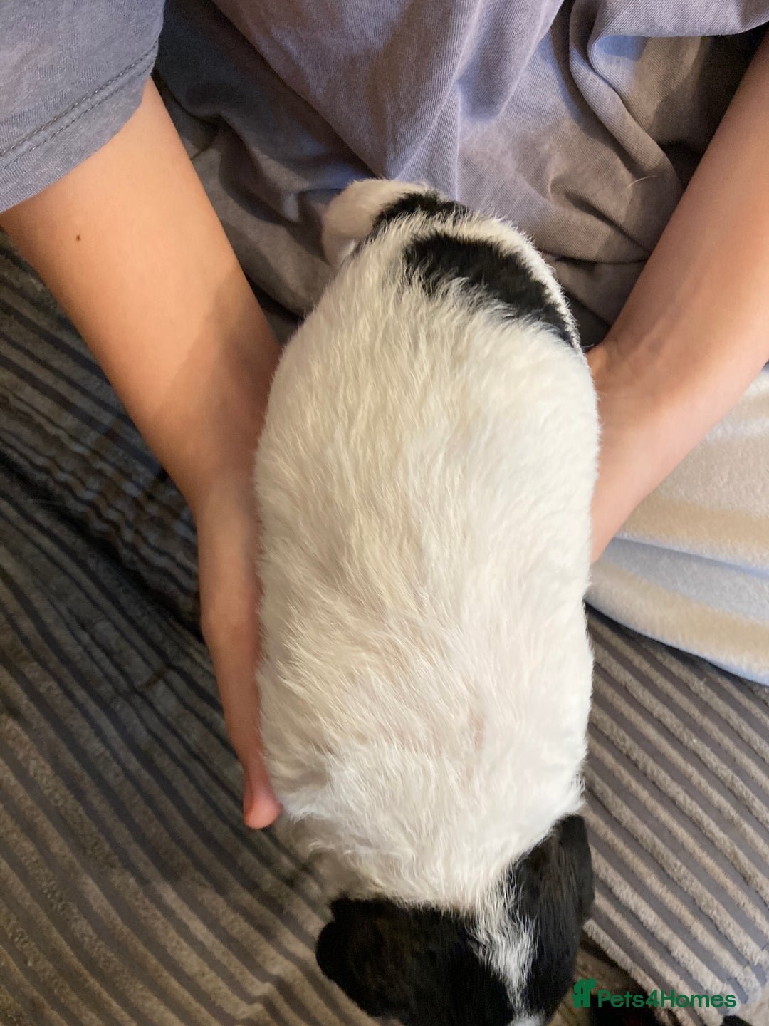Jackapoo dogs for sale: @@GORGEOUS JACKAPOO PUPPIES@@ - Image 20