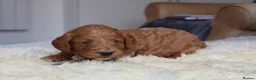 Cockapoo dogs for sale: ELITE COCKAPOOS HAVE 2 F1 COCKAPOO PUPS AVAILABLE - Advert 14