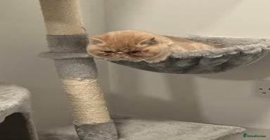 Exotic cats - Advert 6