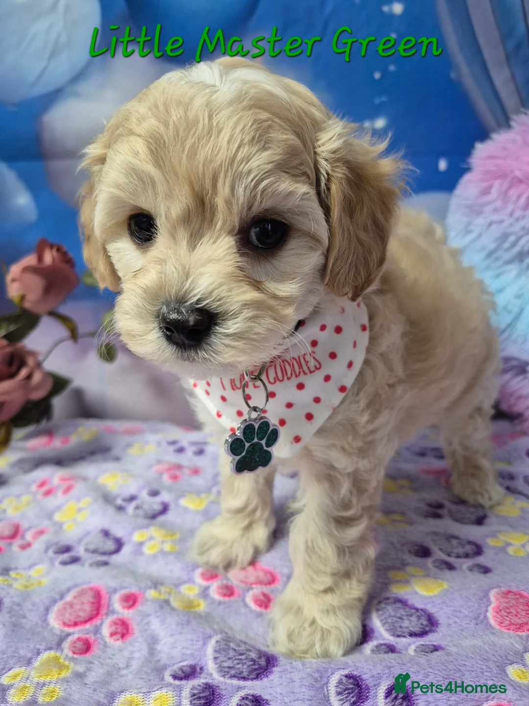 Maltipoo dogs for sale: Stunning Toy F1 Apricot & Cream maltipoo's - Advert 19