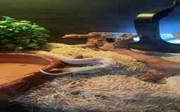 Snake reptiles for sale: Albino Arctic Conda Hognose + vivarium - Image 2