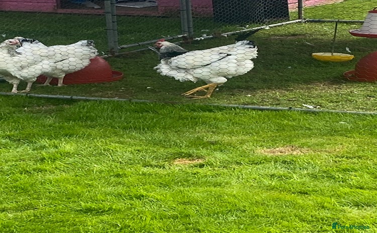 Chickens poultry - Advert 1