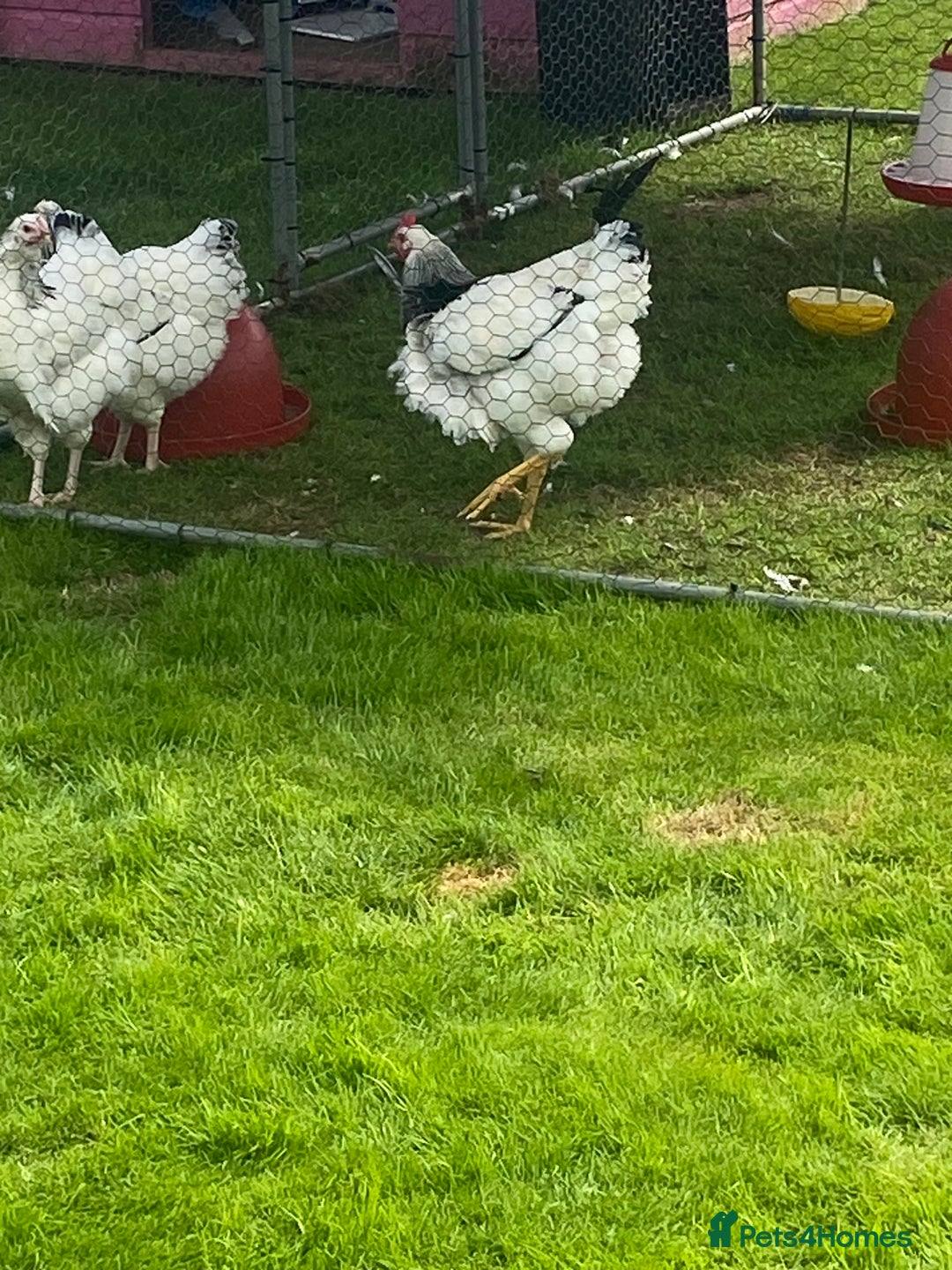 Chickens poultry for sale: Light Sussex  - Image 1