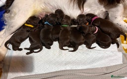 Sprocker dogs for sale: Beautiful Liver/Chocolate & White Sprocker Puppies - Image 8