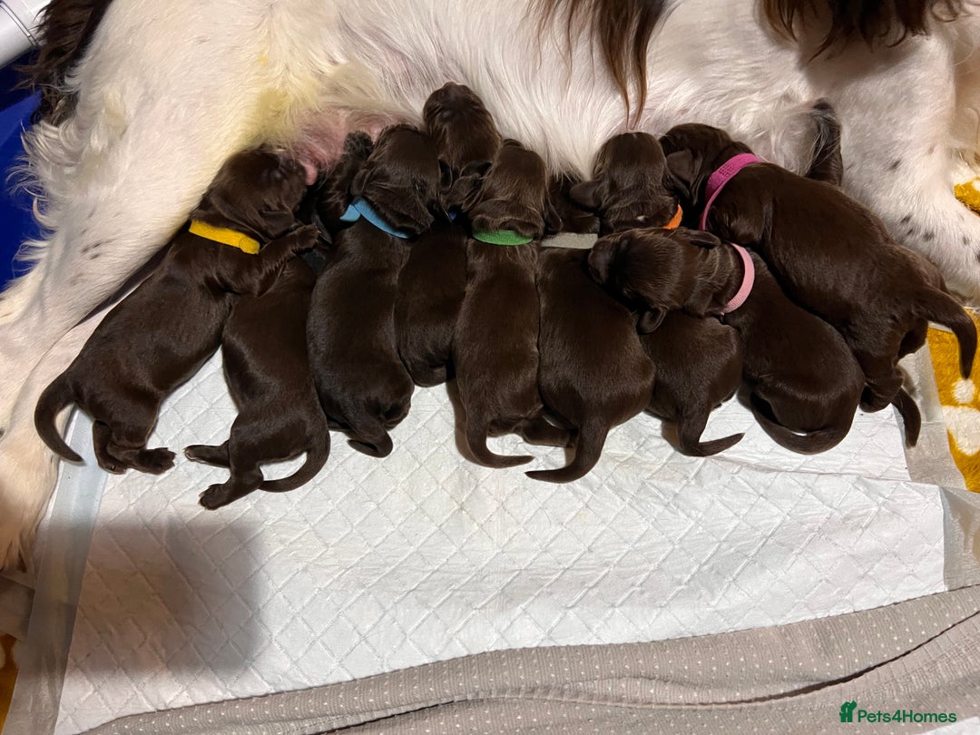 Sprocker dogs for sale: Beautiful Liver/Chocolate & White Sprocker Puppies - Image 8