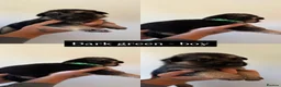 German Shepherd dogs for sale: German shepherd puppies in Sheffield - Advert 12