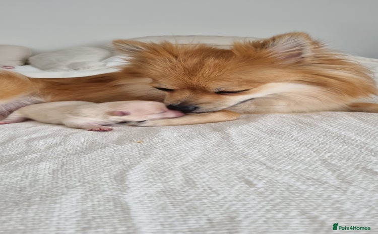 Pomeranian dogs - Advert 4