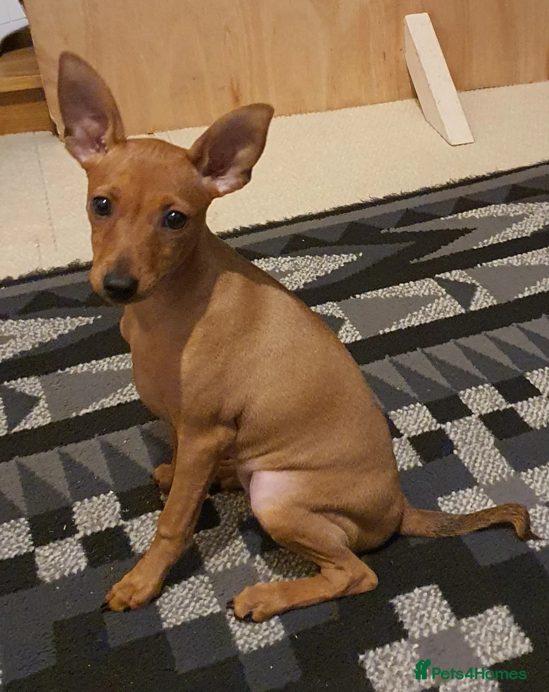 Miniature Pinscher dogs for sale: Miniature Pinscher puppies, KC registered - Advert 1