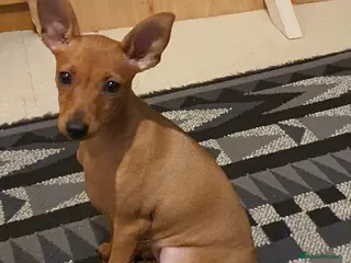 Miniature Pinscher dogs Miniature Pinscher puppies, KC registered - Advert 13